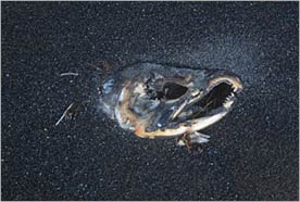 fish carcass in black sand