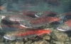 sockeye
