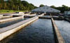 salmon hatchery