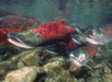 sockeye salmon