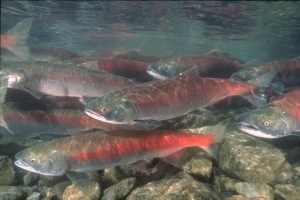 sockeye salmon underwater